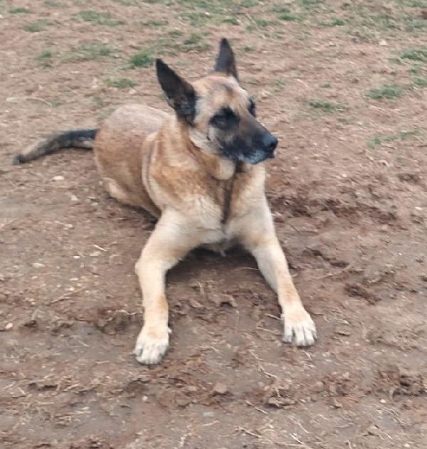 Poor Max, bellissimo Malinois (Mantova) Foto 4